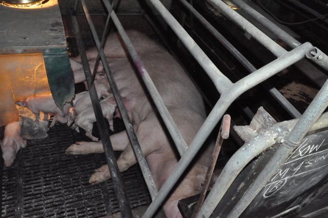 Farrowing crates at CEFN Breeder Piggery QLD