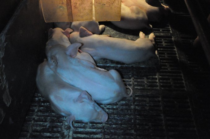 Farrowing crates at CEFN Breeder Piggery QLD