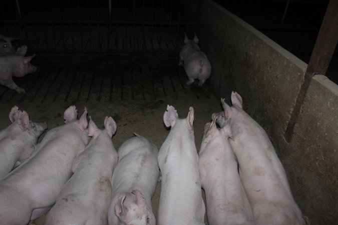 Grower/finisher pigs