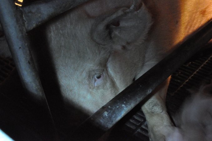 Farrowing crates at CEFN Breeder Piggery QLD