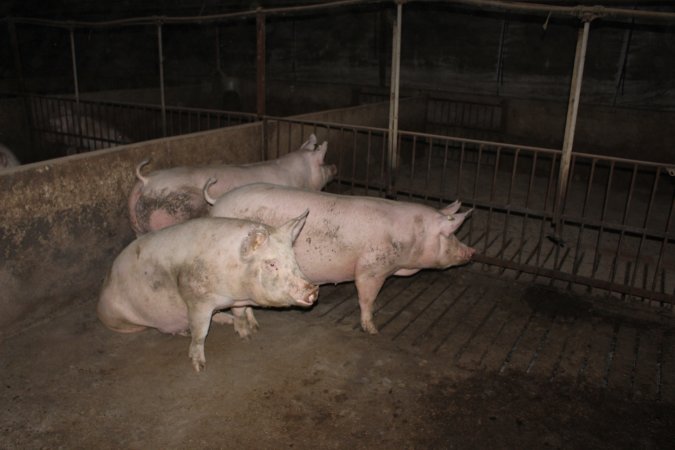 Grower/finisher pigs