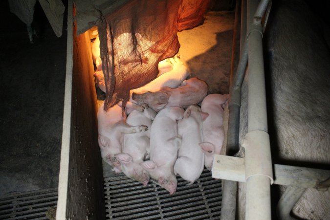 Farrowing crates at Deni Piggery NSW