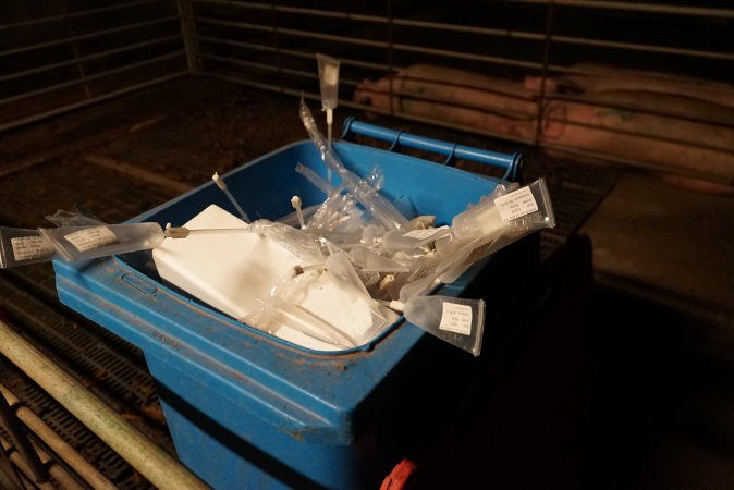 Bin of used pork stork catheters