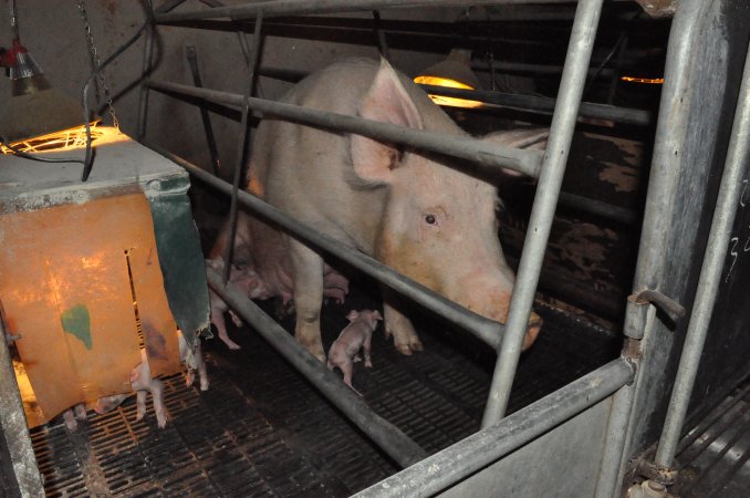 Farrowing crates at CEFN Breeder Piggery QLD