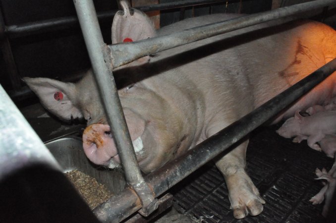 Farrowing crates at CEFN Breeder Piggery QLD