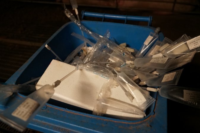 Bin of used pork stork catheters