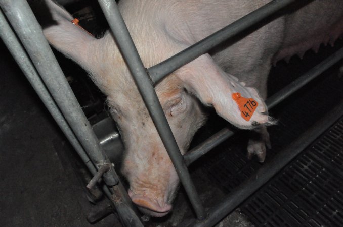 Farrowing crates at CEFN Breeder Piggery QLD