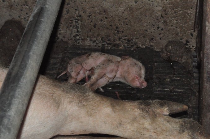 Dead piglet in farrowing crate