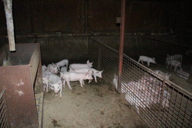 Weaner piglets