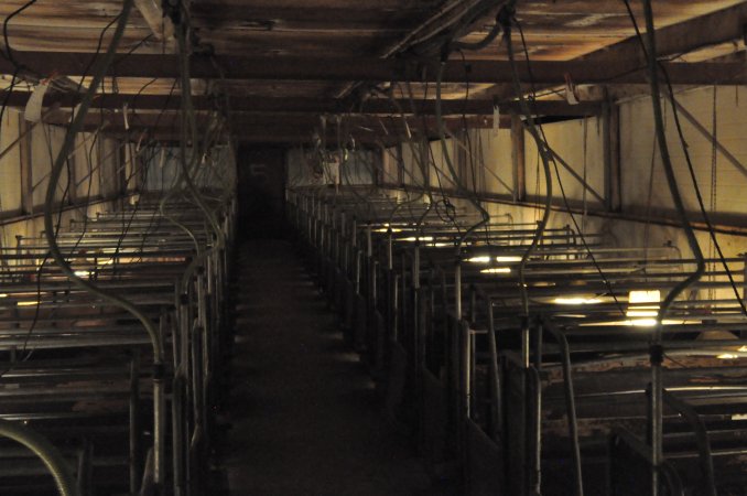 Looking down farrowing shed
