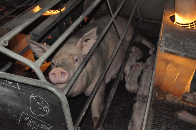 Farrowing crates at CEFN Breeder Piggery QLD