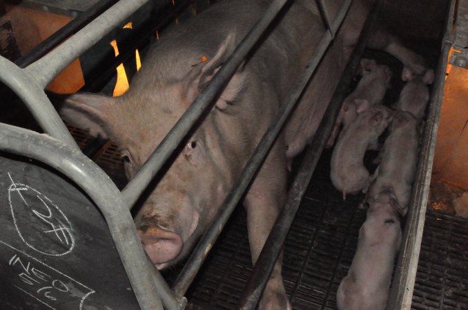 Farrowing crates at CEFN Breeder Piggery QLD