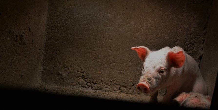 Farrowing crates at Korunye Park Piggery SA