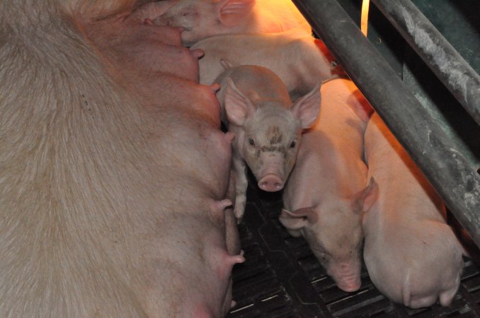 Farrowing crates at CEFN Breeder Piggery QLD