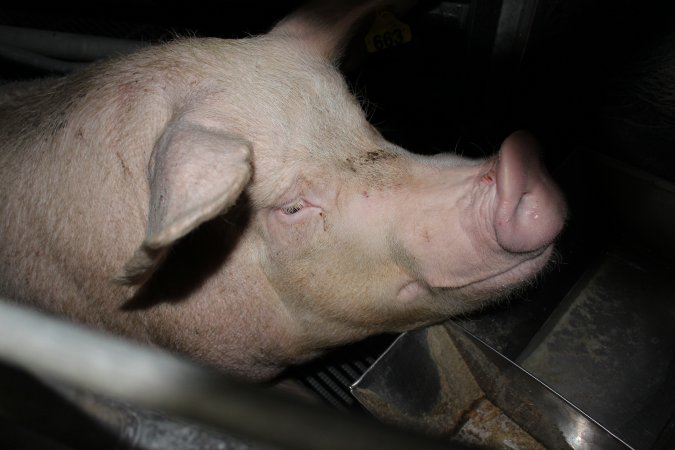 Farrowing crates at Selko Piggery NSW