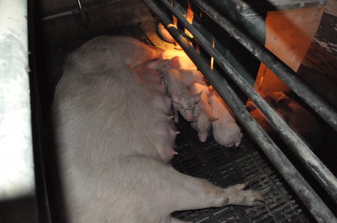 Farrowing crates at CEFN Breeder Piggery QLD