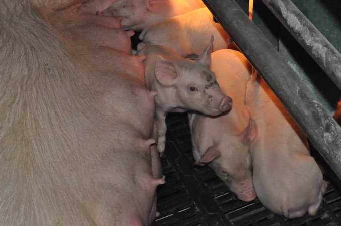 Farrowing crates at CEFN Breeder Piggery QLD