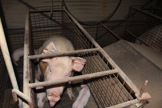 Farrowing crates at Willawa Piggery NSW