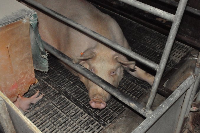 Farrowing crates at CEFN Breeder Piggery QLD