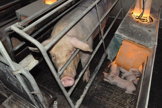 Farrowing crates at CEFN Breeder Piggery QLD