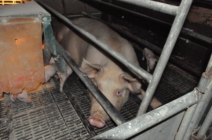 Farrowing crates at CEFN Breeder Piggery QLD