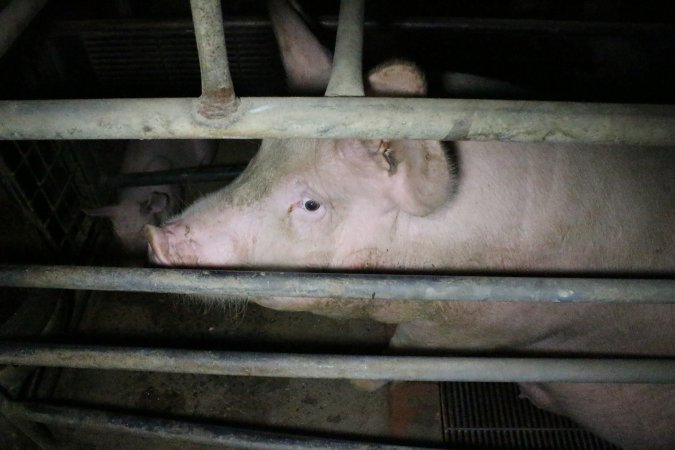 Farrowing crates at Wellington Piggery SA