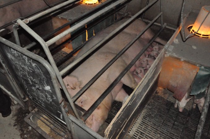 Farrowing crates at CEFN Breeder Piggery QLD