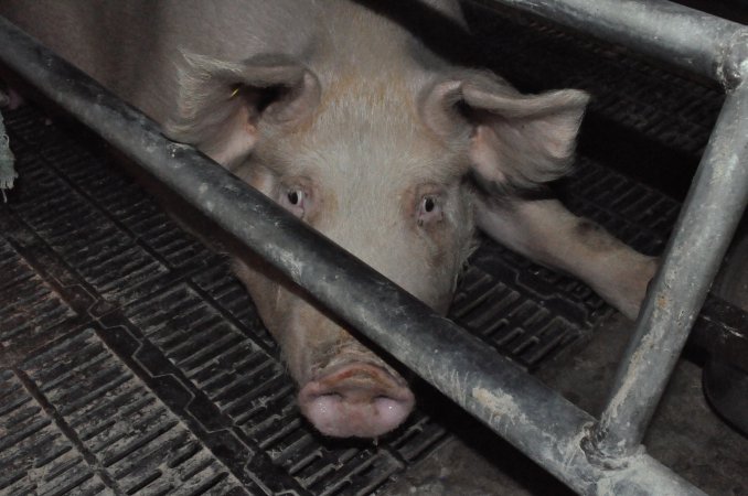 Farrowing crates at CEFN Breeder Piggery QLD