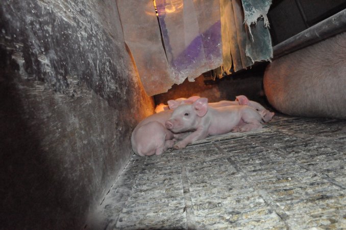 Farrowing crates at CEFN Breeder Piggery QLD