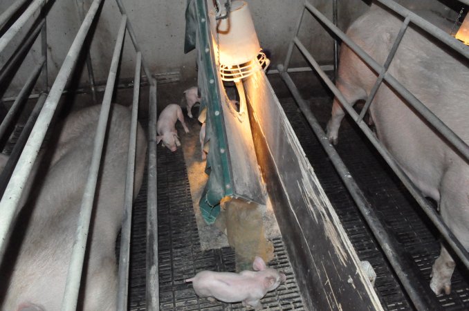 Farrowing crates at CEFN Breeder Piggery QLD