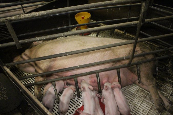 Farrowing crates at Dublin Piggery SA