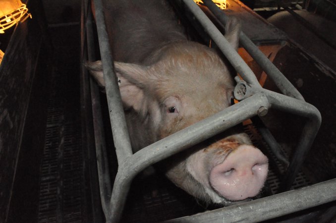 Farrowing crates at CEFN Breeder Piggery QLD