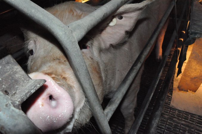 Farrowing crates at CEFN Breeder Piggery QLD