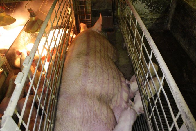 Farrowing crates at St Arnaud Piggery VIC