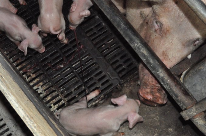 Farrowing crates at CEFN Breeder Piggery QLD