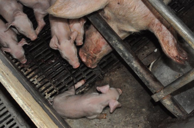 Farrowing crates at CEFN Breeder Piggery QLD