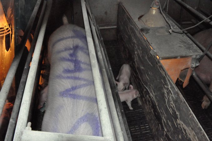 Farrowing crates at CEFN Breeder Piggery QLD