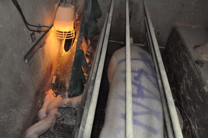 Farrowing crates at CEFN Breeder Piggery QLD