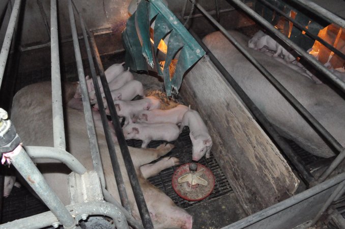 Farrowing crates at CEFN Breeder Piggery QLD