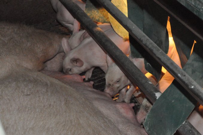 Farrowing crates at CEFN Breeder Piggery QLD