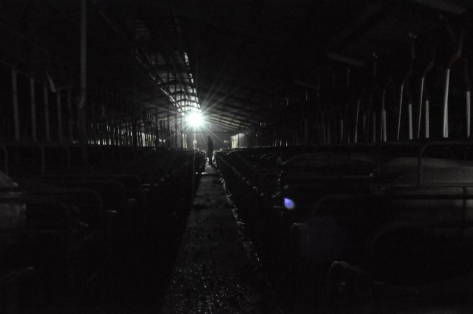Activist filming sow stalls