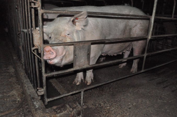 Sow stalls at CEFN Breeder Piggery QLD