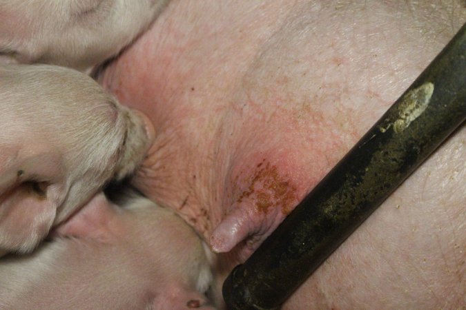 Piglets suckling