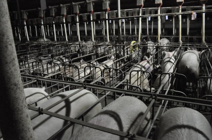 Wide view of sow stalls