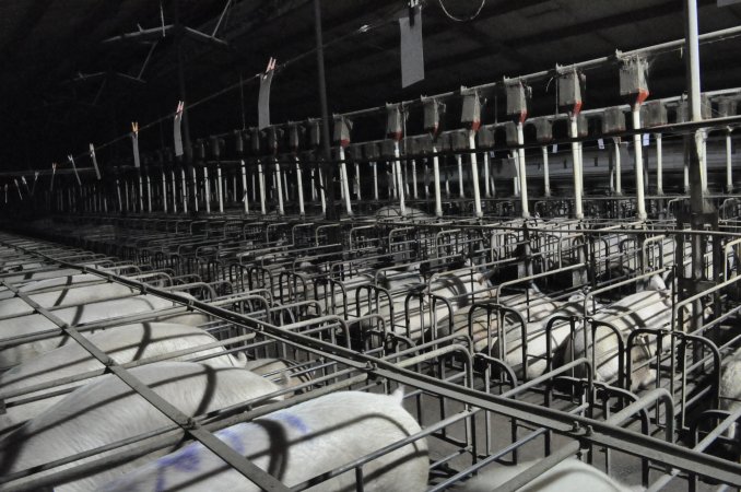 Wide view of sow stalls