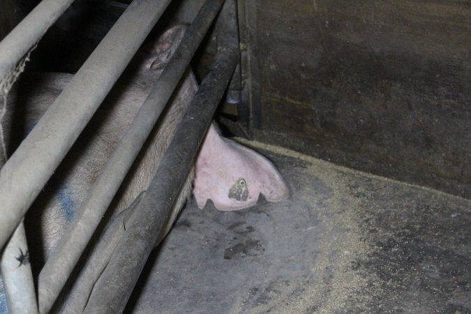 Farrowing crates at Deni Piggery NSW