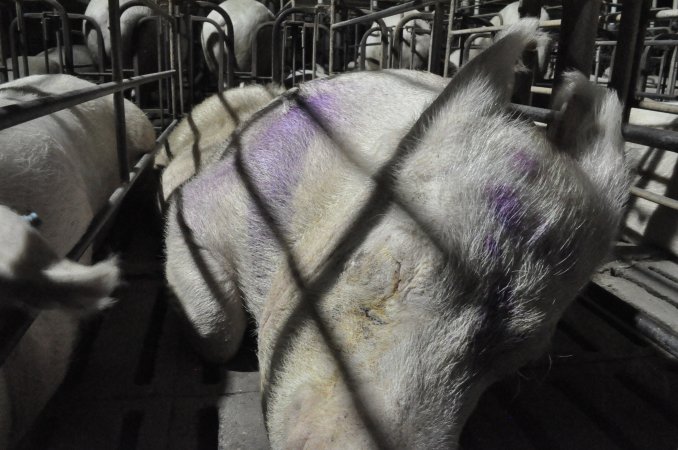 Sleeping sow in stall