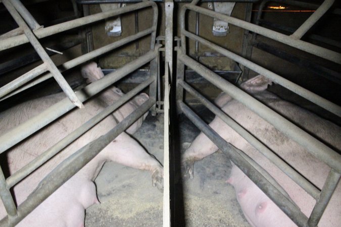 Farrowing crates at Deni Piggery NSW