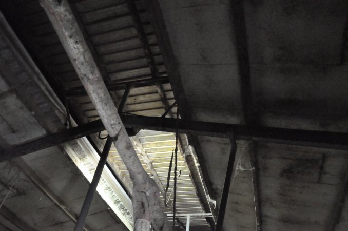 Ceiling of sow stall shed
