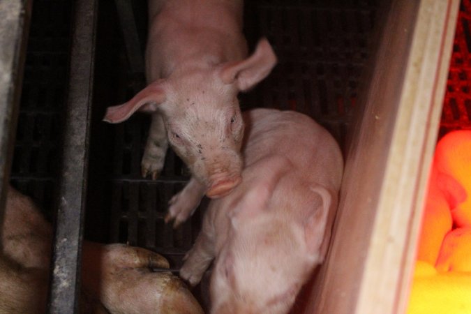 Farrowing crates at Wasleys Tailem Bend Piggery SA